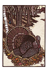 (turkey)